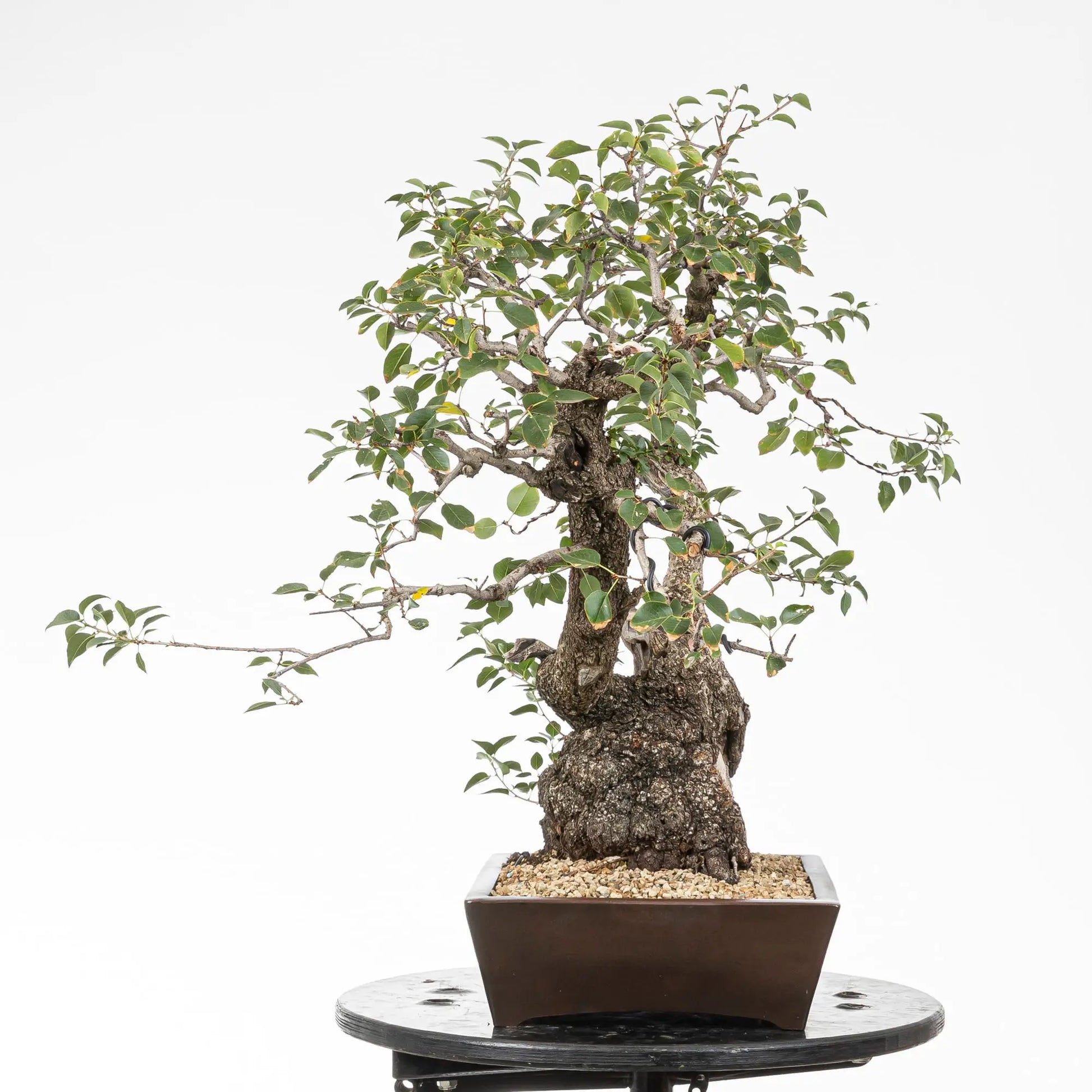 Cara derecha de bonsai yamdori de prunus