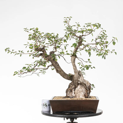Comparativa de tamaño de bonsai de prunus con taza de ikigai bonsai