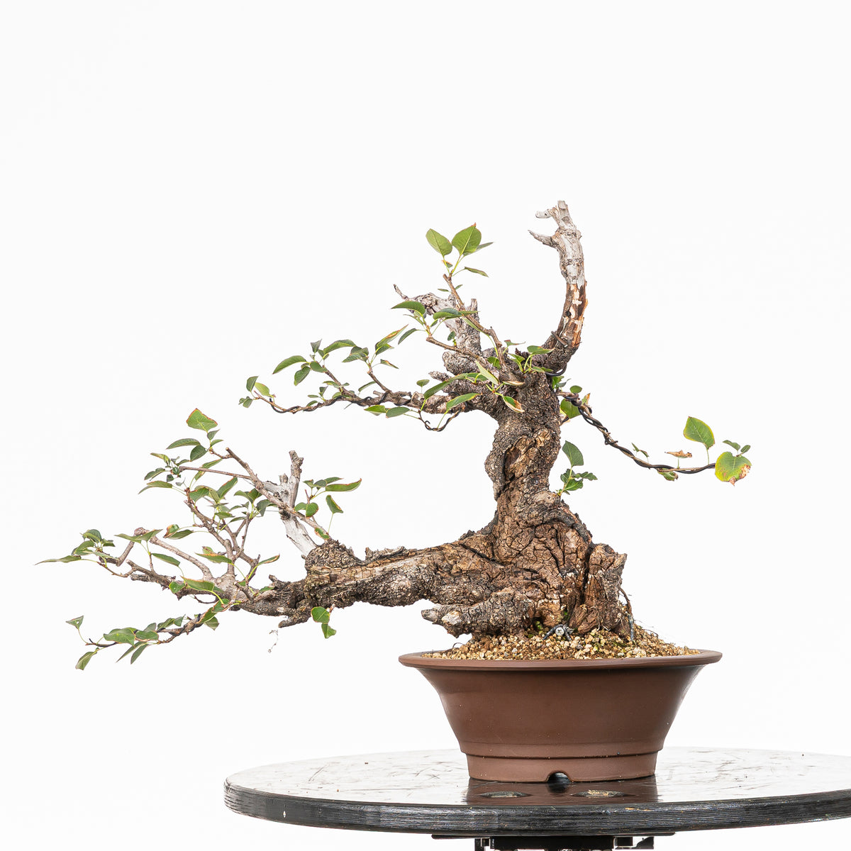 Prunus "Doble Tronco Fukinagashi" - Cerezo Santa Lucía (Prunus mahaleb)