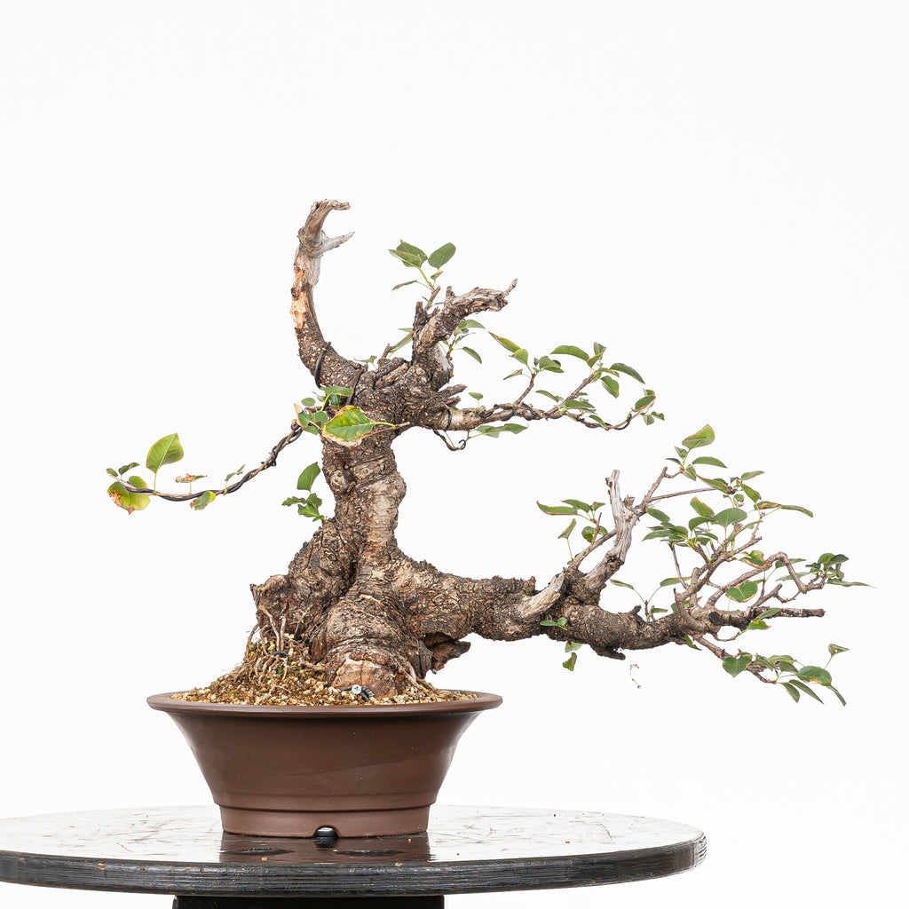 Prunus "Doble Tronco Fukinagashi" - Cerezo Santa Lucía (Prunus mahaleb)