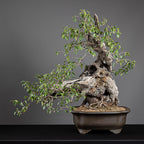 Bonsái "Prunus Fukinagashi" - Cerezo de Santa Lucía (Prunus mahaleb)