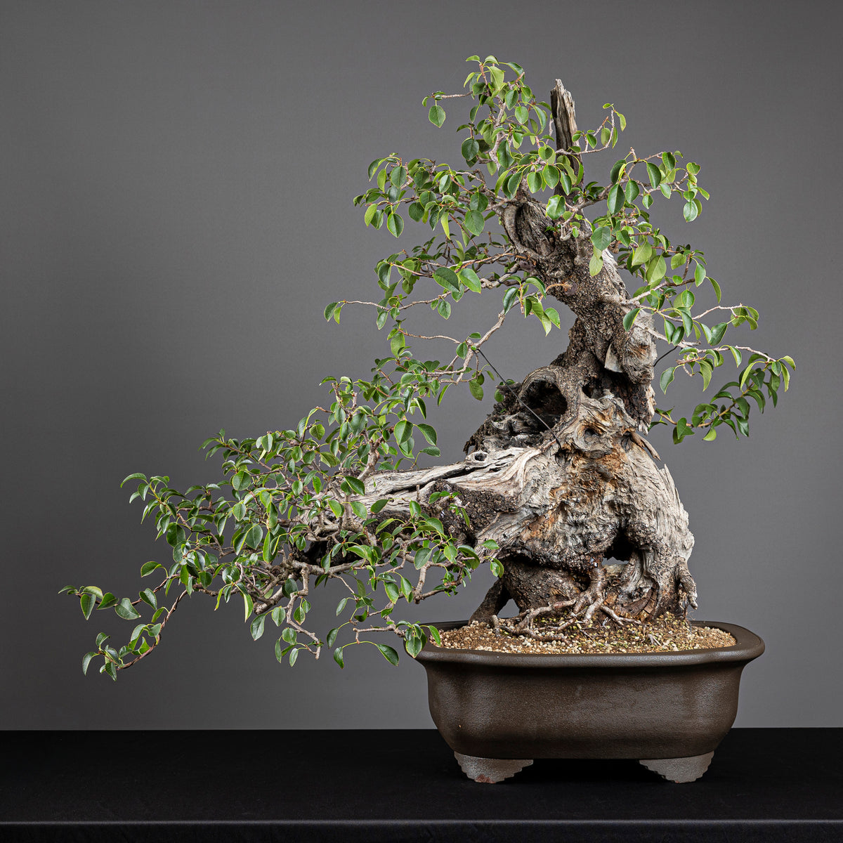 Bonsái "Prunus Fukinagashi" - Cerezo de Santa Lucía (Prunus mahaleb)