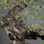 Bonsái "Prunus Fukinagashi" - Cerezo de Santa Lucía (Prunus mahaleb)