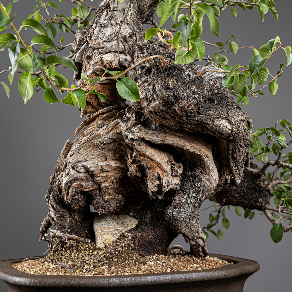 Bonsái "Prunus Fukinagashi" - Cerezo de Santa Lucía (Prunus mahaleb)