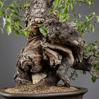 Bonsái "Prunus Fukinagashi" - Cerezo de Santa Lucía (Prunus mahaleb)