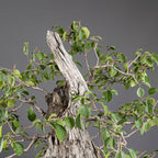 Bonsái "Prunus Fukinagashi" - Cerezo de Santa Lucía (Prunus mahaleb)