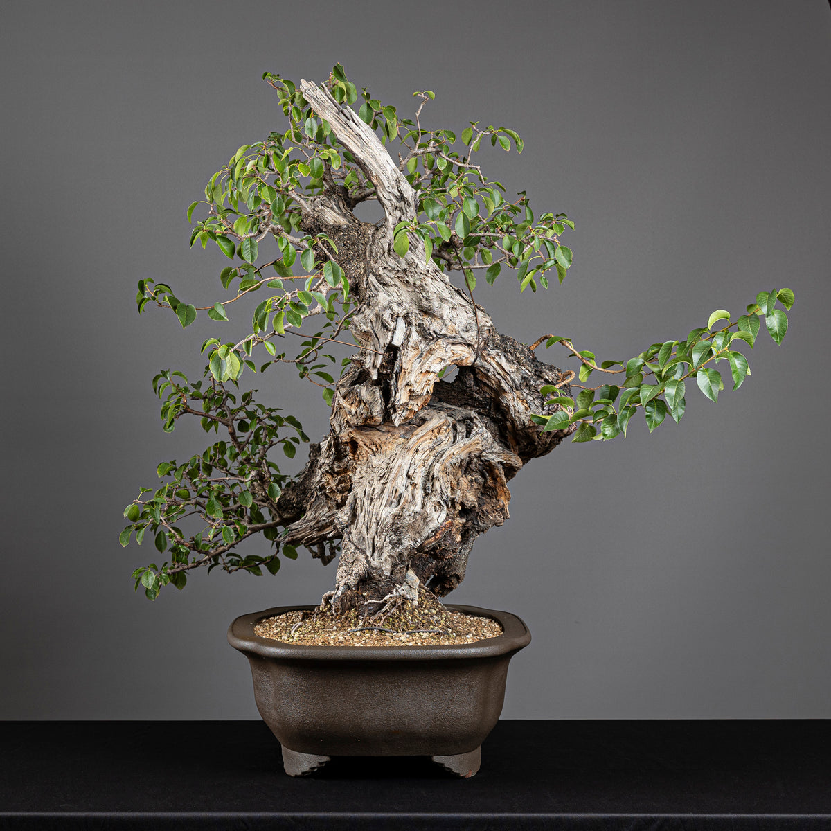 Bonsái "Prunus Fukinagashi" - Cerezo de Santa Lucía (Prunus mahaleb)