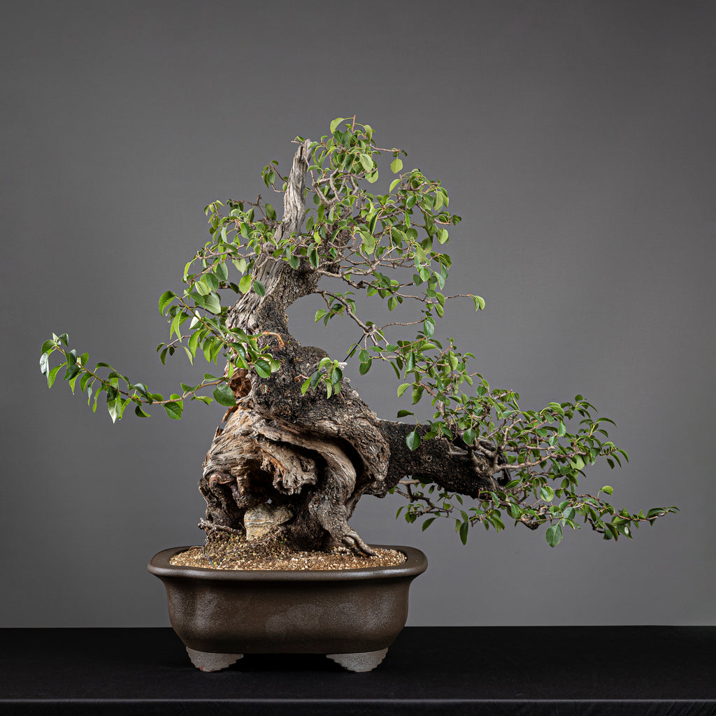 Bonsái "Prunus Fukinagashi" - Cerezo de Santa Lucía (Prunus mahaleb)