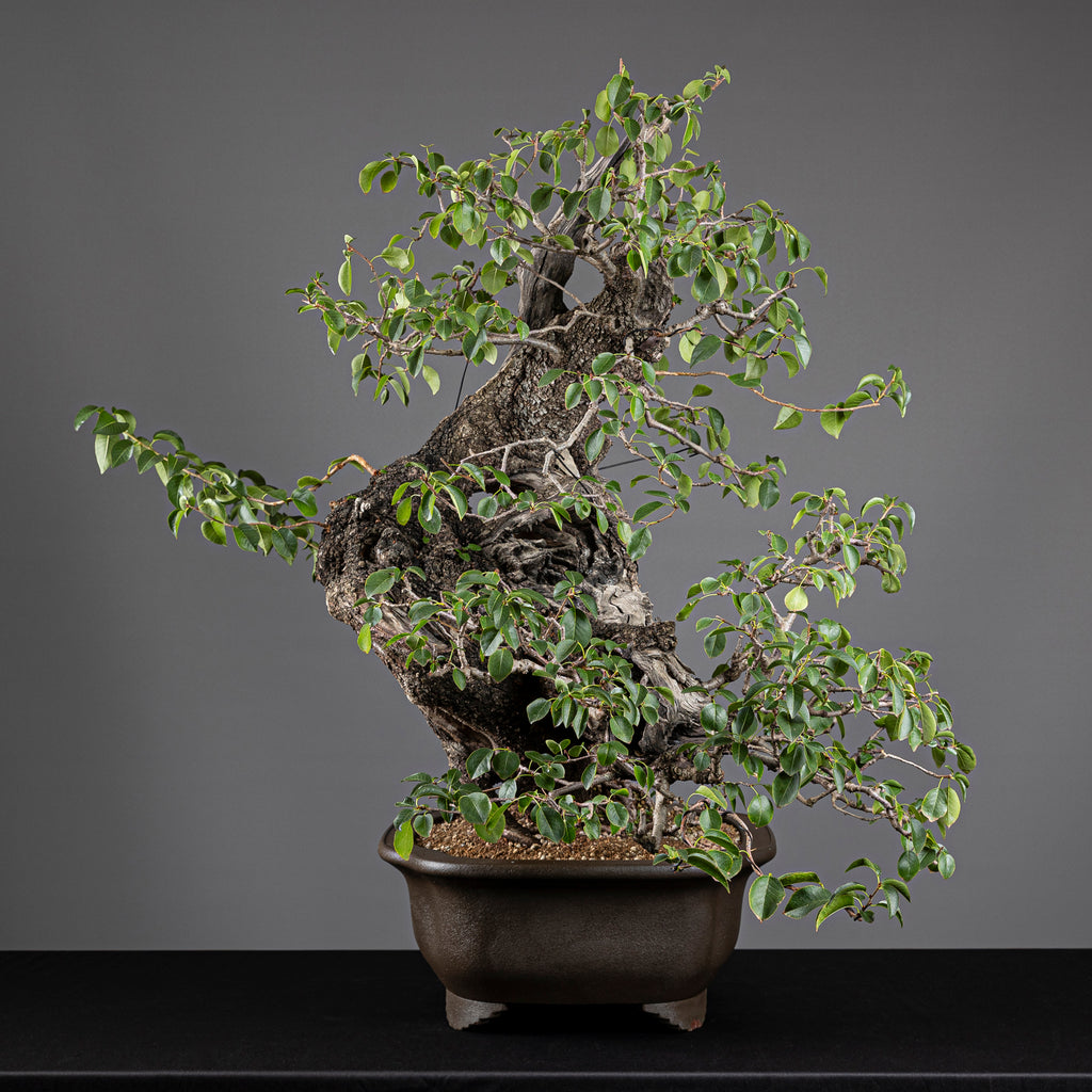 Bonsái "Prunus Fukinagashi" - Cerezo de Santa Lucía (Prunus mahaleb)