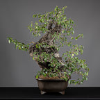 Bonsái "Prunus Fukinagashi" - Cerezo de Santa Lucía (Prunus mahaleb)