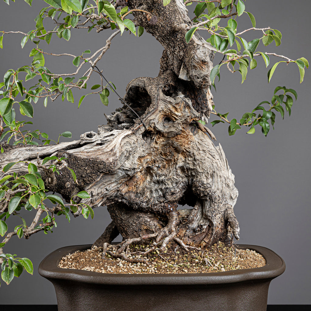 Bonsái "Prunus Fukinagashi" - Cerezo de Santa Lucía (Prunus mahaleb)