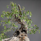 Bonsái "Prunus Fukinagashi" - Cerezo de Santa Lucía (Prunus mahaleb)