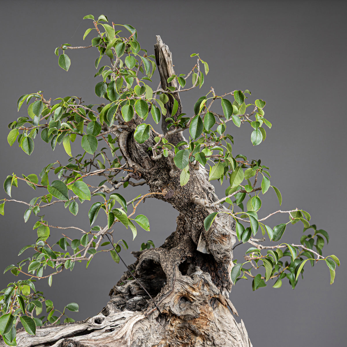 Bonsái "Prunus Fukinagashi" - Cerezo de Santa Lucía (Prunus mahaleb)