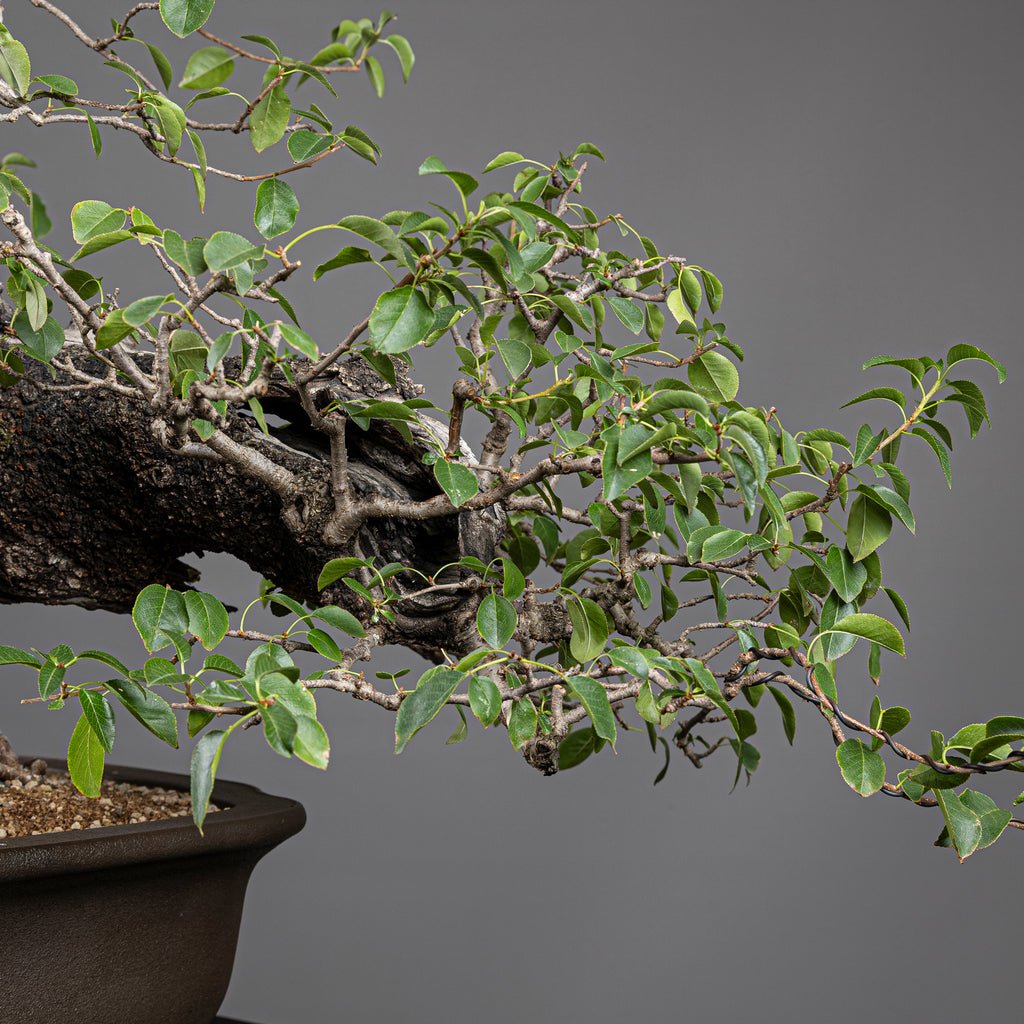 Bonsái "Prunus Fukinagashi" - Cerezo de Santa Lucía (Prunus mahaleb)