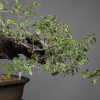 Bonsái "Prunus Fukinagashi" - Cerezo de Santa Lucía (Prunus mahaleb)