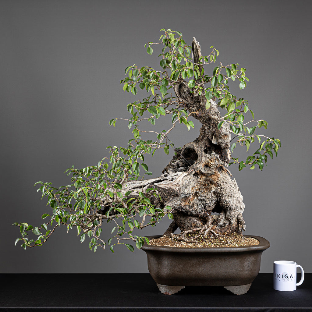 Bonsái "Prunus Fukinagashi" - Cerezo de Santa Lucía (Prunus mahaleb)