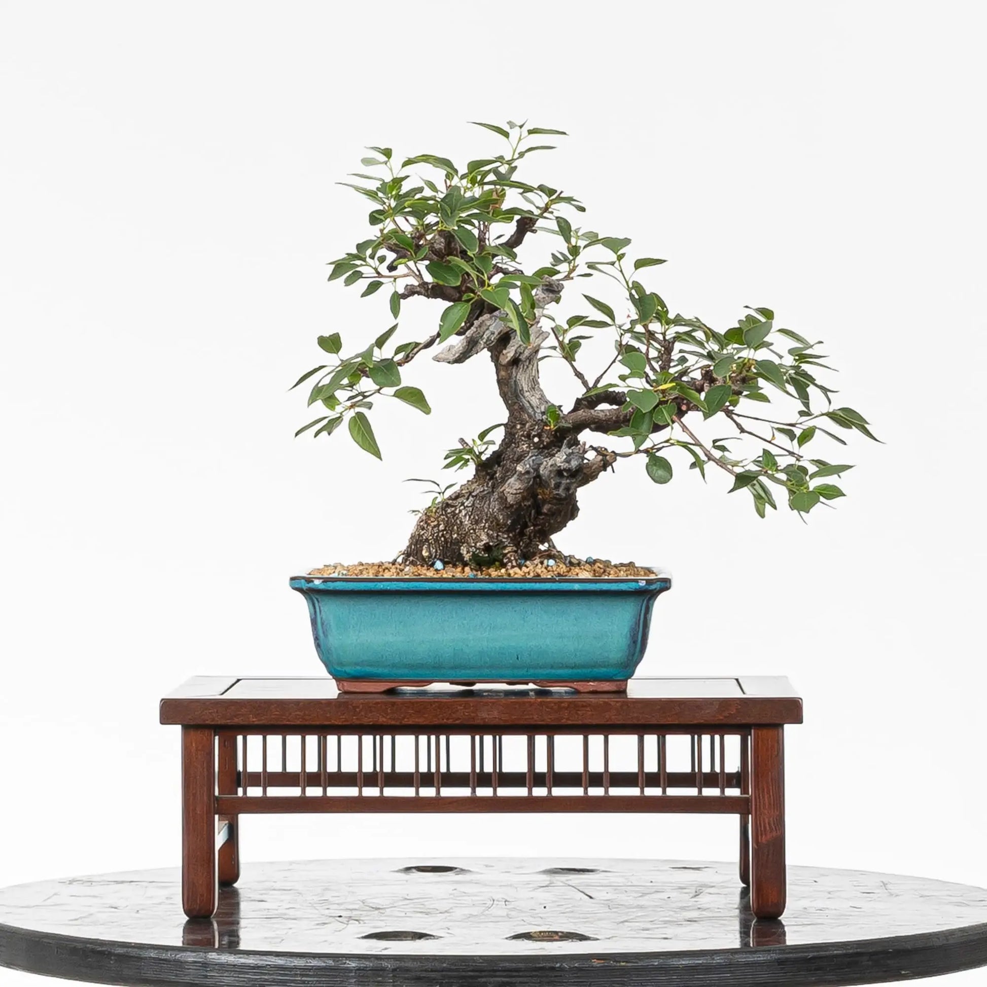 Bonsai yamadori de prunus mahaleb en tamaño shohin