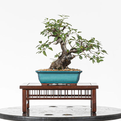 Bonsai yamadori de prunus mahaleb en tamaño shohin