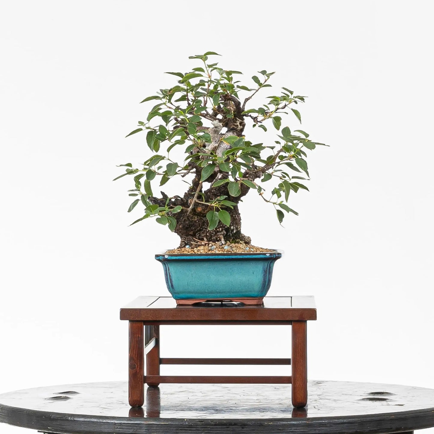 Cara derecha de bonsai de prunus