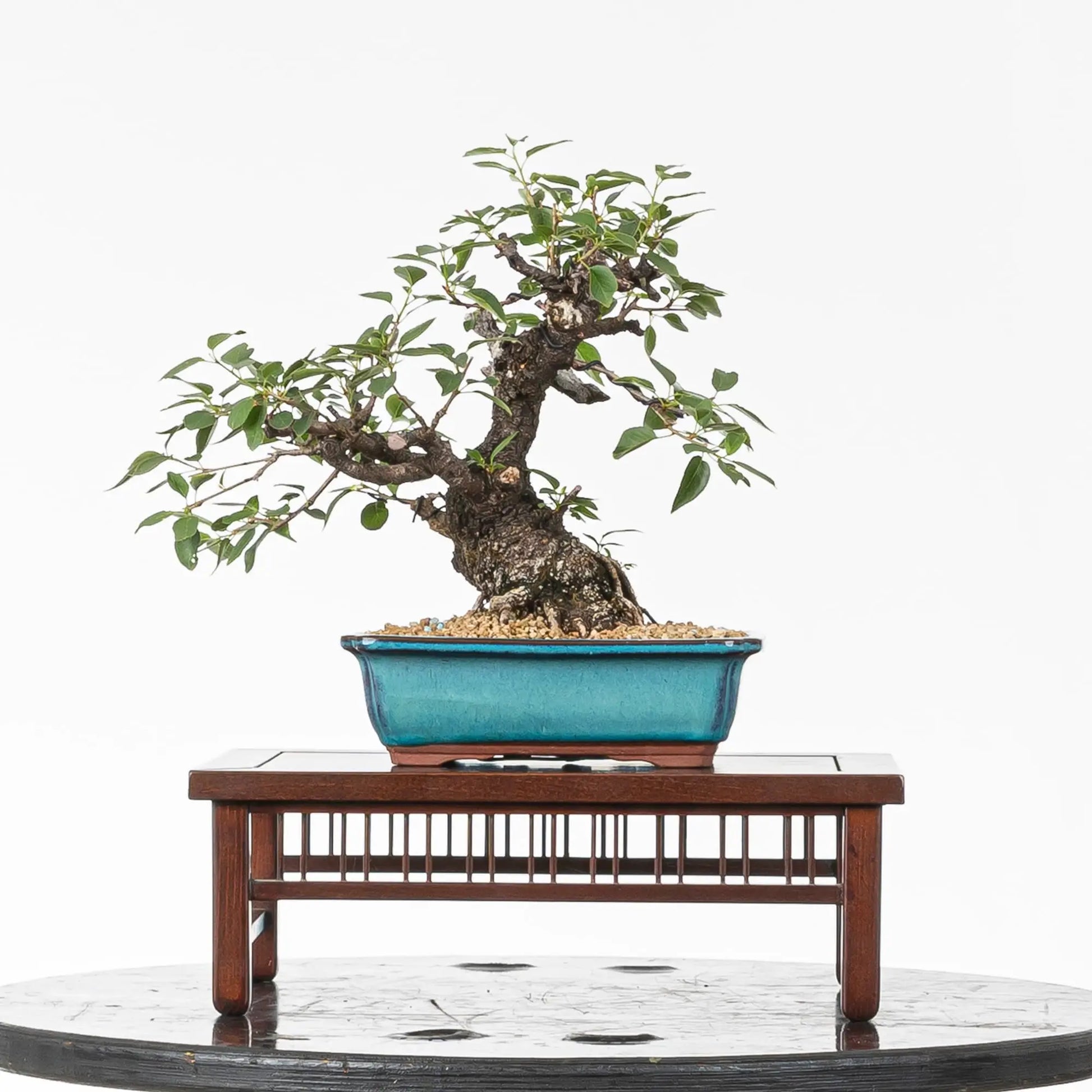 Cara trasera de bonsai de prunus
