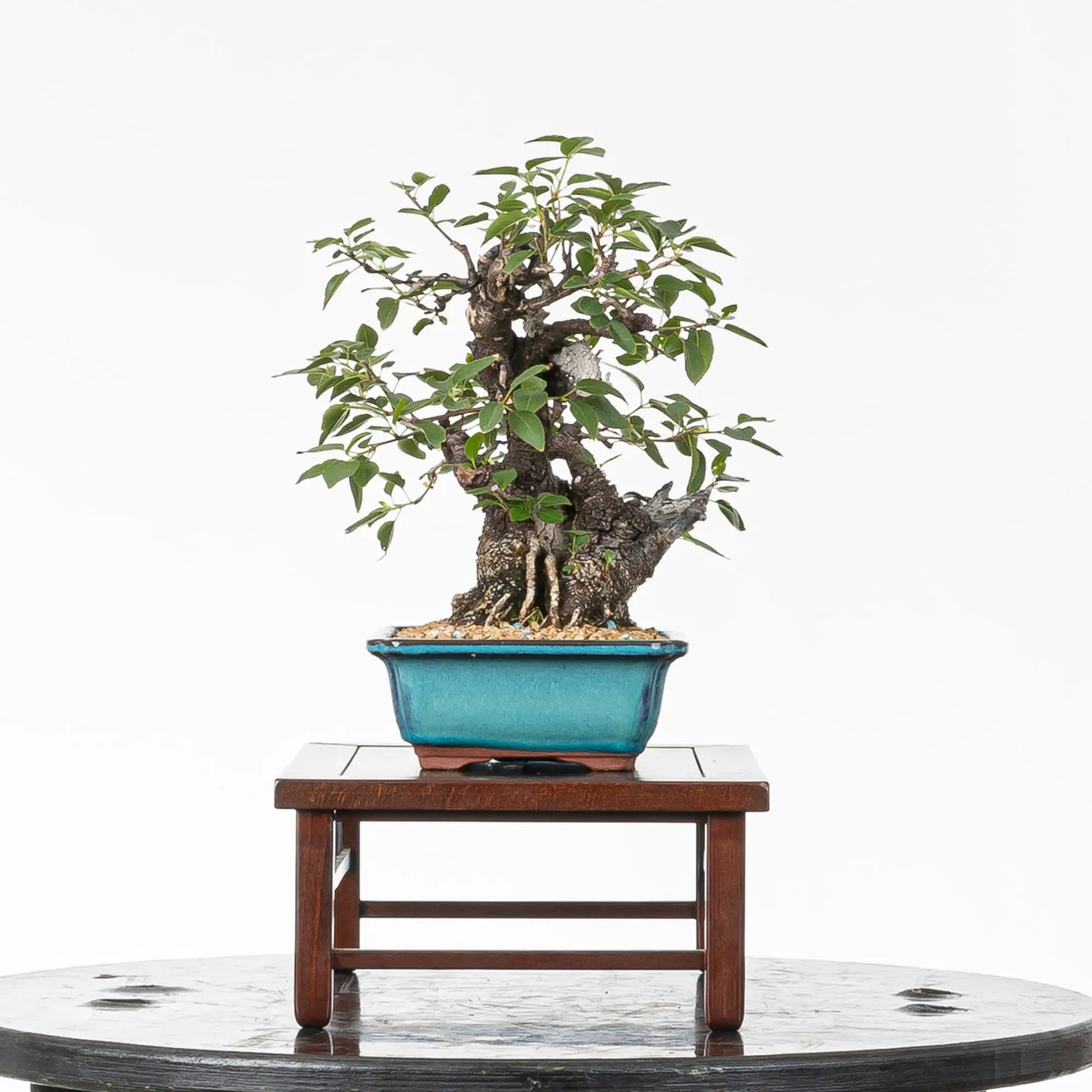 Cara izquierda de bonsai de prunus
