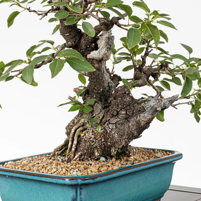 Detalle de tronco de bonsai de prunus