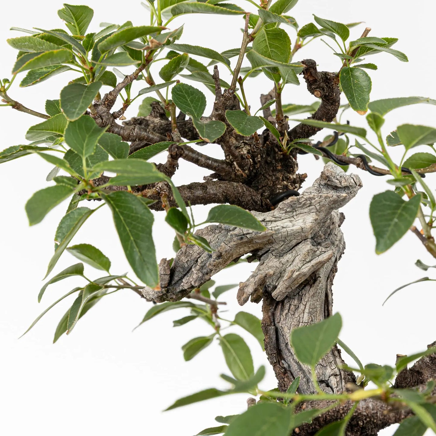 Detalle de sharis en bonsai de prunus
