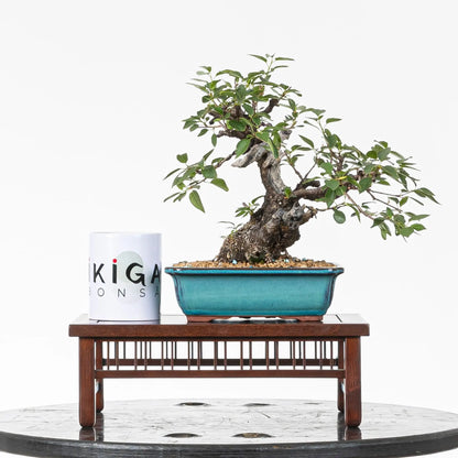 Comparativa de tamaño de bonsai con una taza de ikigai bonsai.