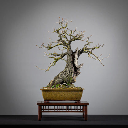 Frente de bonsái de prunus mahaleb madruro, tamaño chuhin y estilo moyogi. Maceta Eimei.