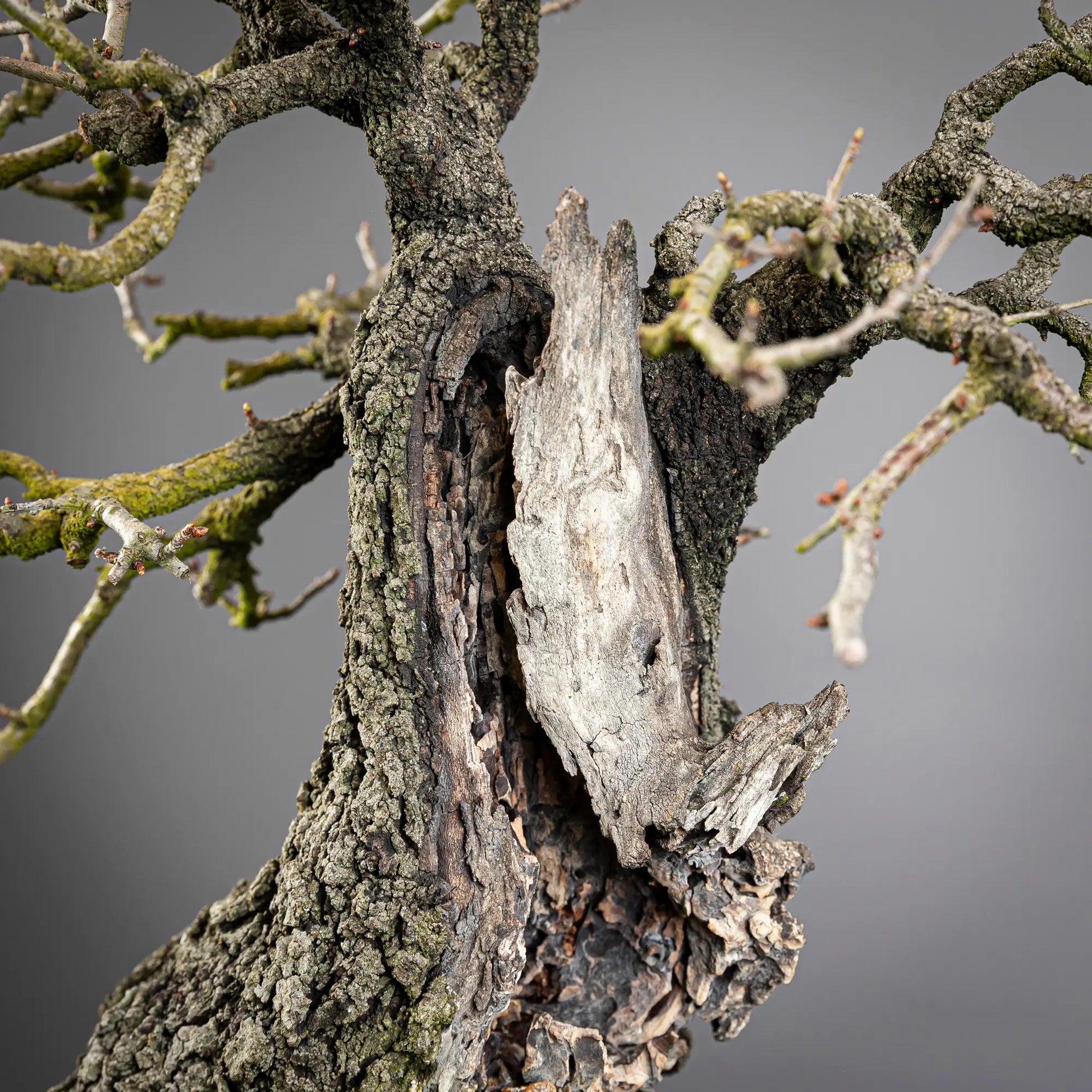 Detalle de shari de un bonsai de prunus mahaleb