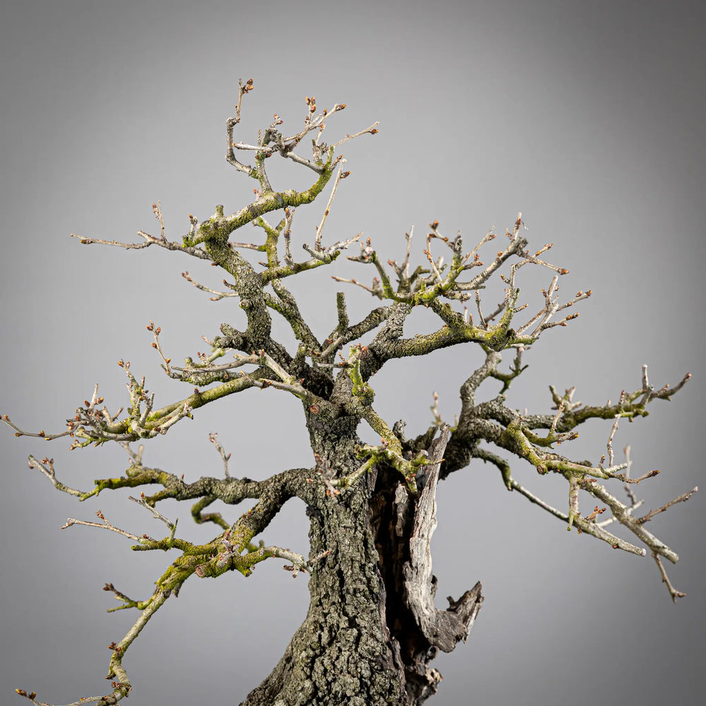 Detalle de apice de bonsai de prunus mahaleb