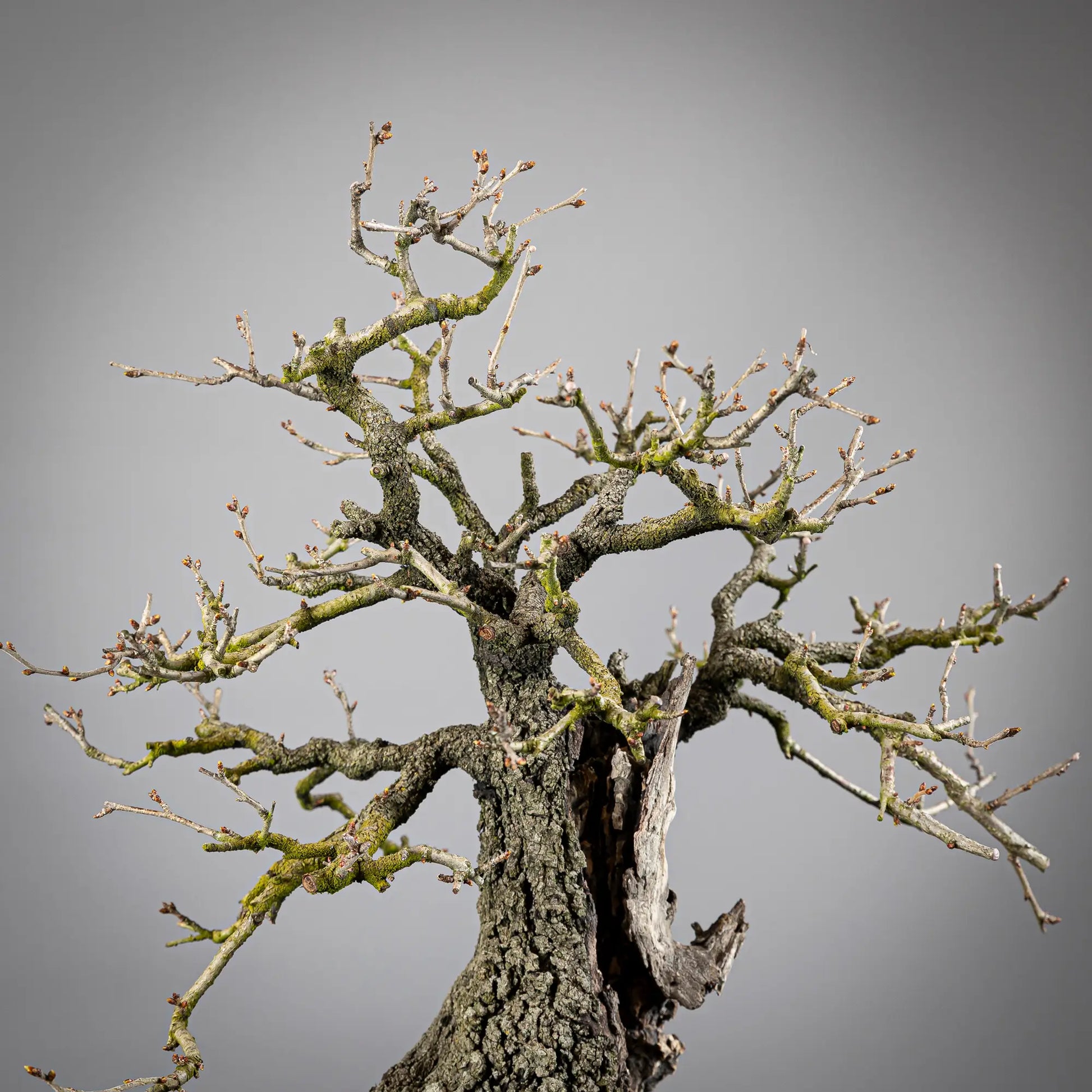 Detalle de apice de bonsai de prunus mahaleb