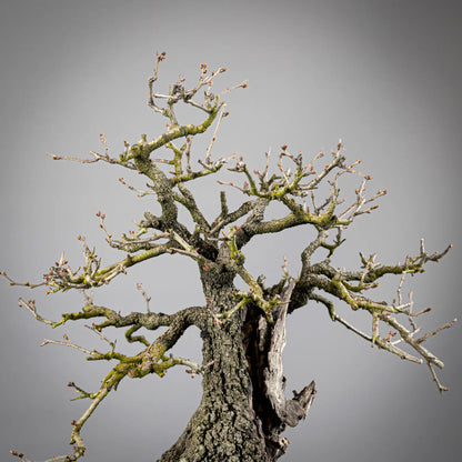 Detalle de apice de bonsai de prunus mahaleb