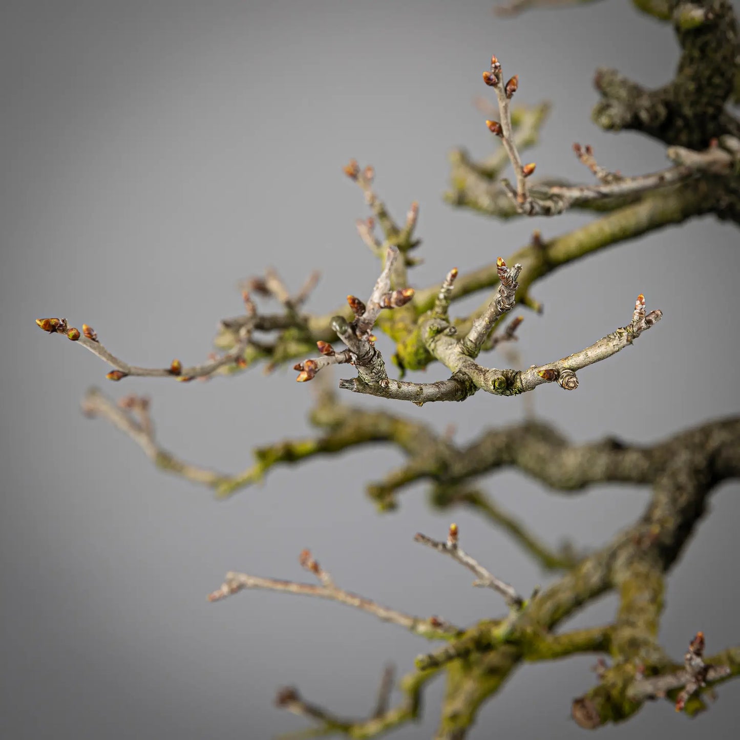 Detalle de rotación de prunus mahaleb