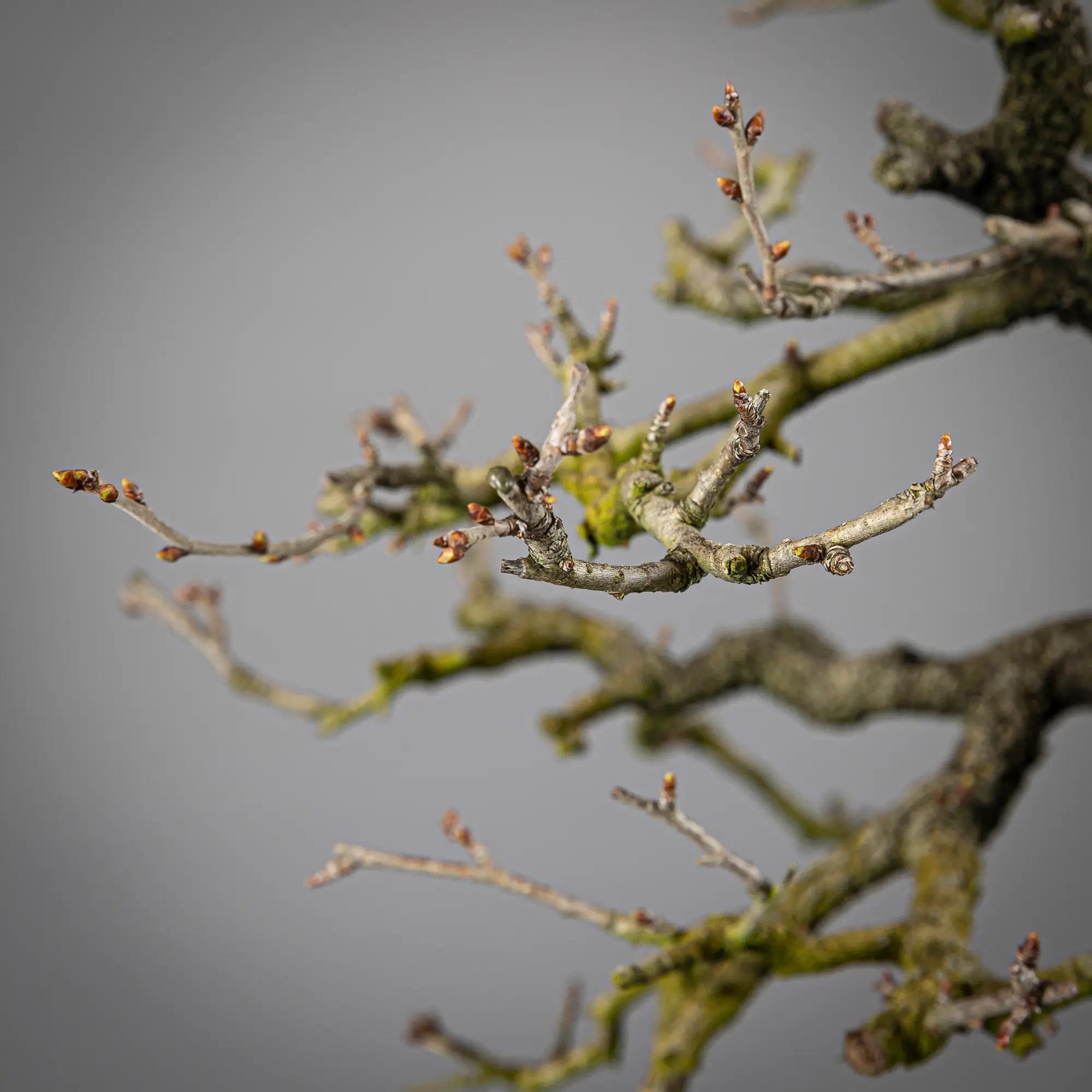 Detalle de rotación de prunus mahaleb
