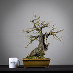 Comparativa de tamaño de un bonsai de prunus mahaleb tamaño chuhin con una taza de café de la tienda Ikigai Bonsai.