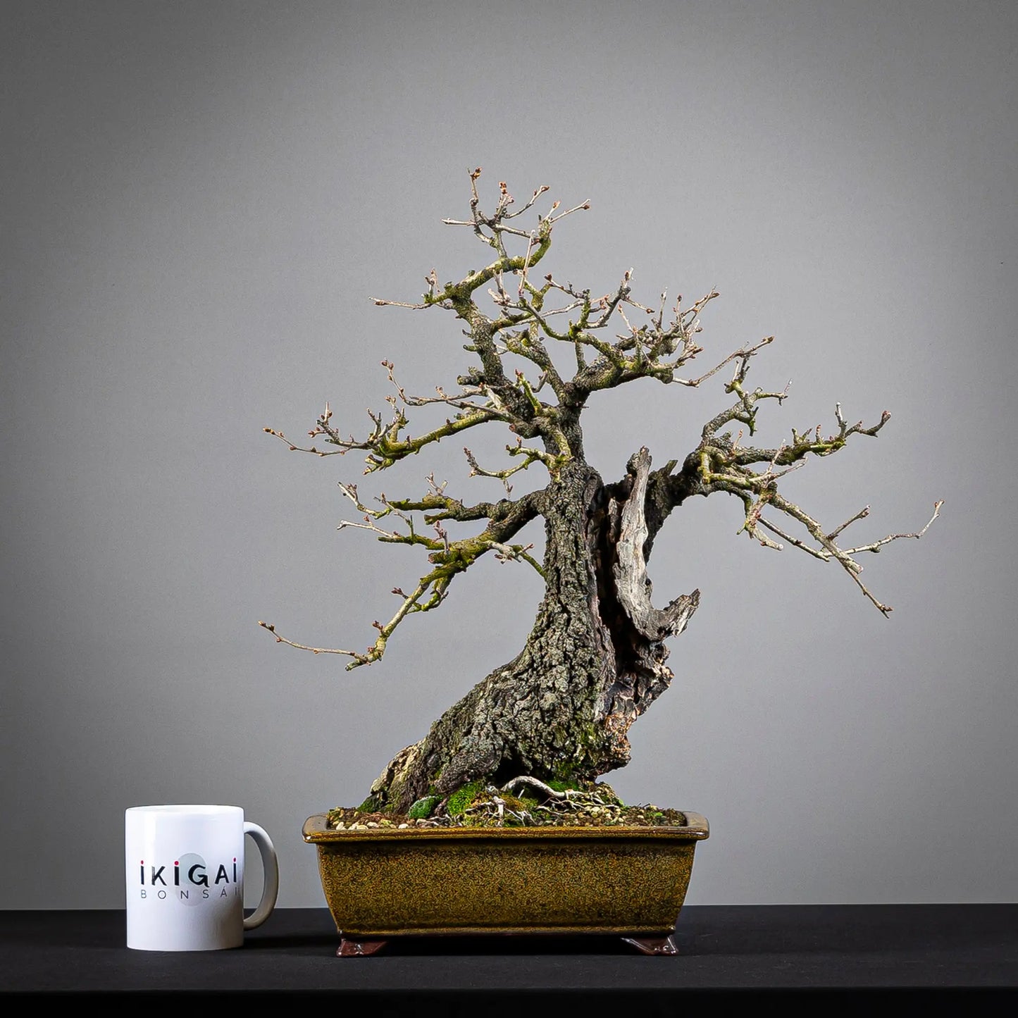 Comparativa de tamaño de un bonsai de prunus mahaleb tamaño chuhin con una taza de café de la tienda Ikigai Bonsai.
