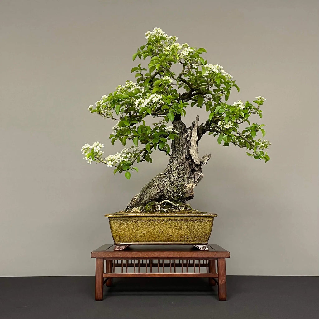 PRUNUS MAHALEB