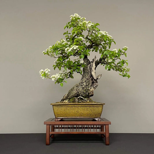 PRUNUS MAHALEB
