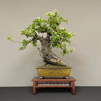 PRUNUS MAHALEB