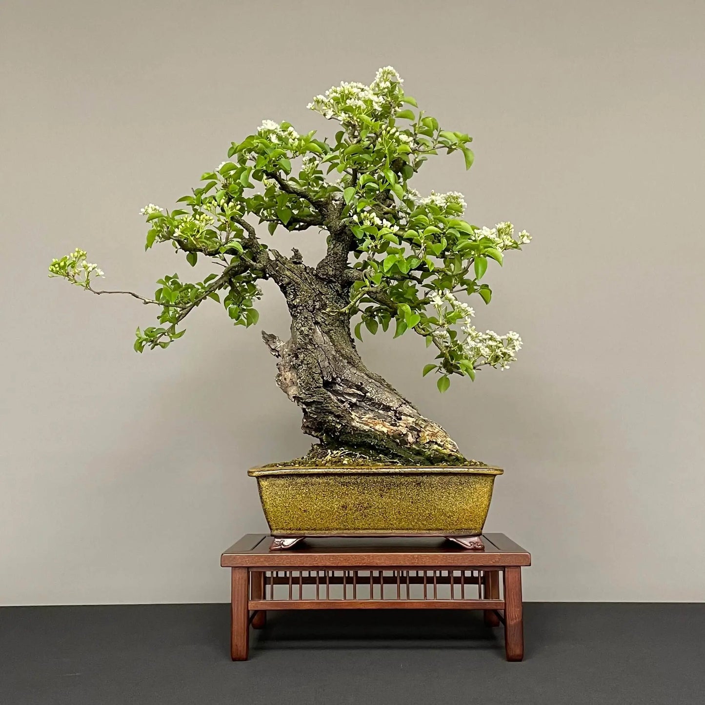 PRUNUS MAHALEB