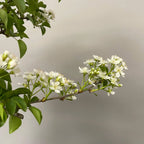 PRUNUS MAHALEB