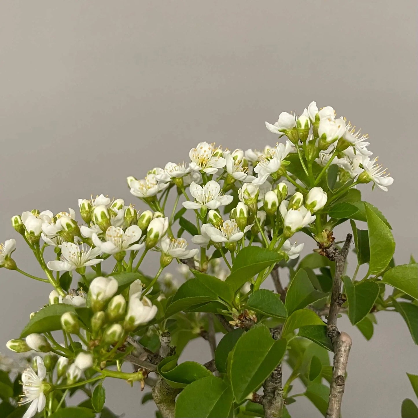 PRUNUS MAHALEB
