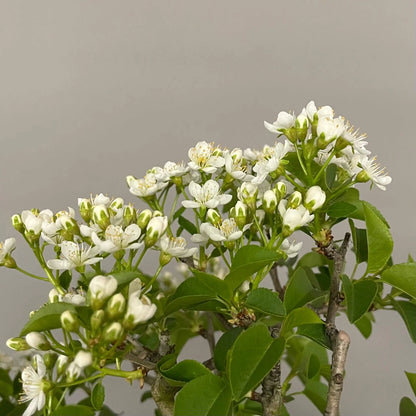 PRUNUS MAHALEB