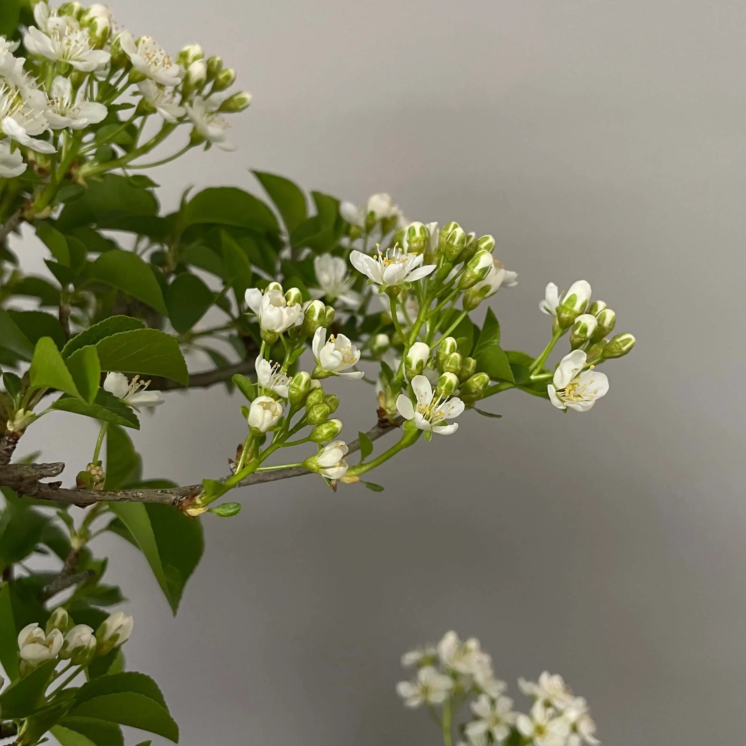 PRUNUS MAHALEB