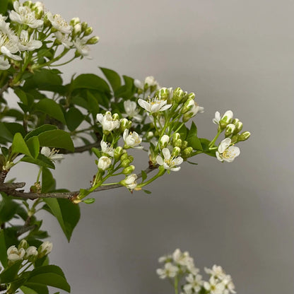 PRUNUS MAHALEB