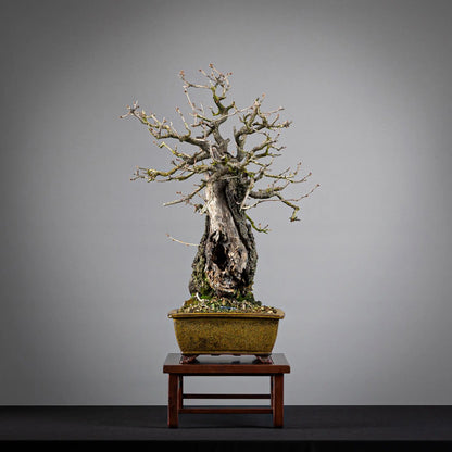 Cara derecha de bonsai de prunus tamaño chuhin estilo moyogi, maceta eimei