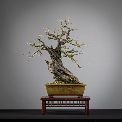 Cara trasera de bonsái de prunus mahalaber, tamaño chuhin, estilo moyogi, maceta eimei