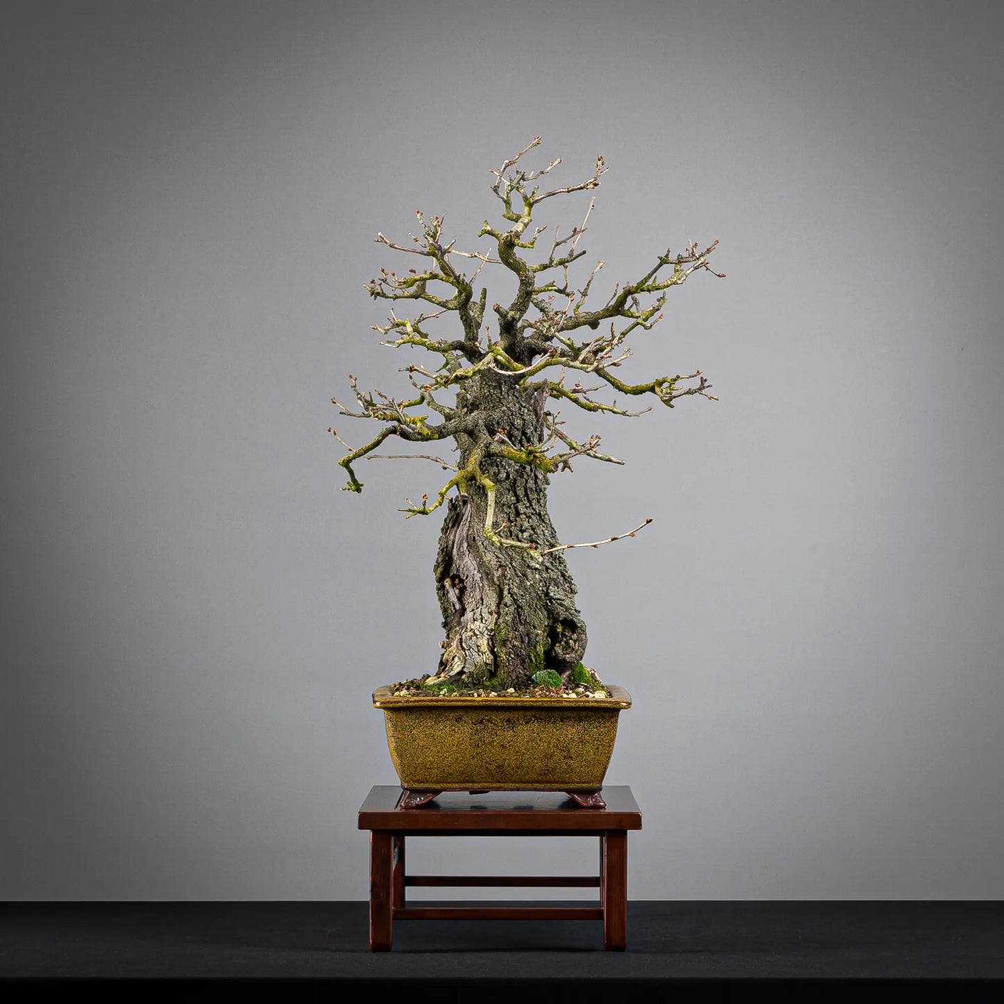 Cara izquierda de bonsai de prunus mahaleb, tamaño chuhin, estilo moyogi, y maceta eimei