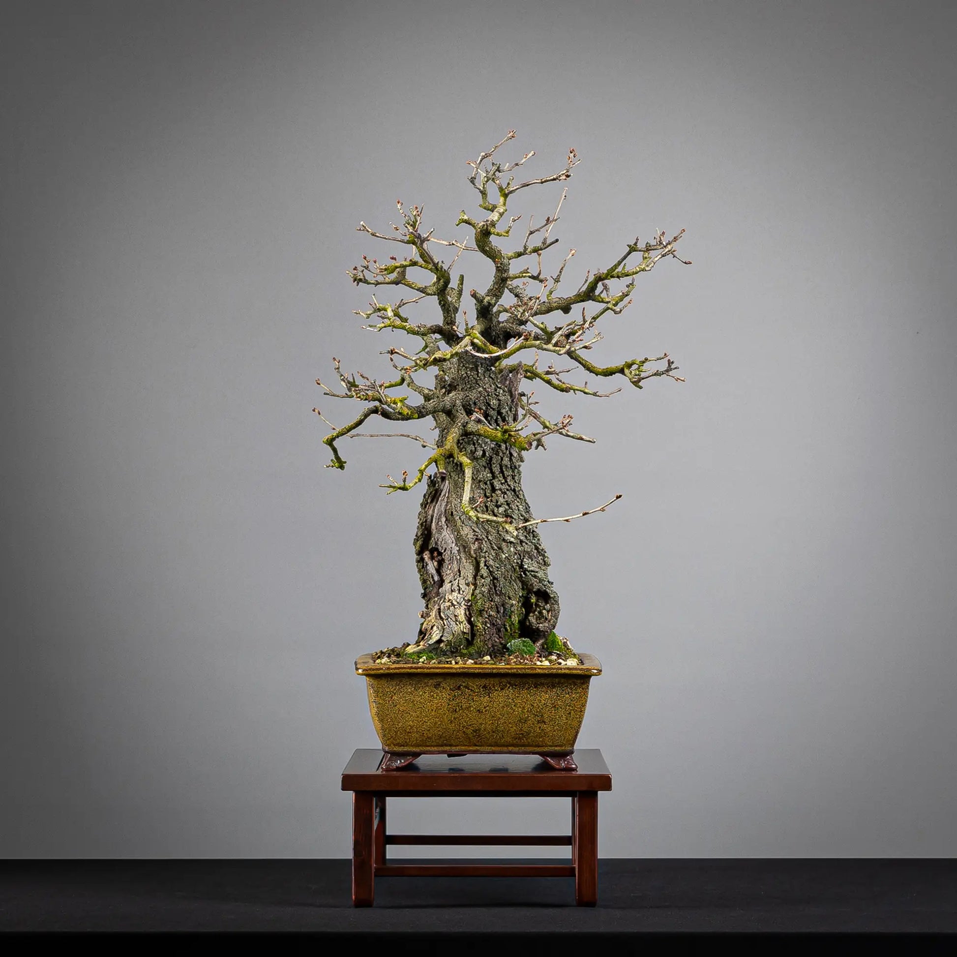 Cara izquierda de bonsai de prunus mahaleb, tamaño chuhin, estilo moyogi, y maceta eimei